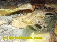 /home//u458753944/public_html/sourcegallery//McKaig Nature Center/2024-09-23/P9231556.JPG